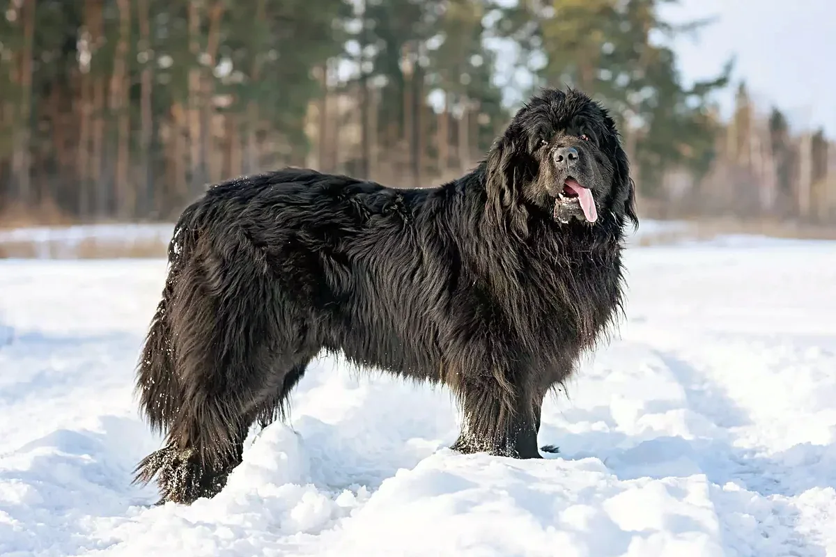 Den perfekte hund til bedstemor og bedstefar: 10 rolige racer