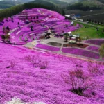 Den japanske bonde, der plantede en hel have af blomster for sin blinde kone