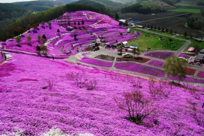 Den japanske bonde, der plantede en hel have af blomster for sin blinde kone