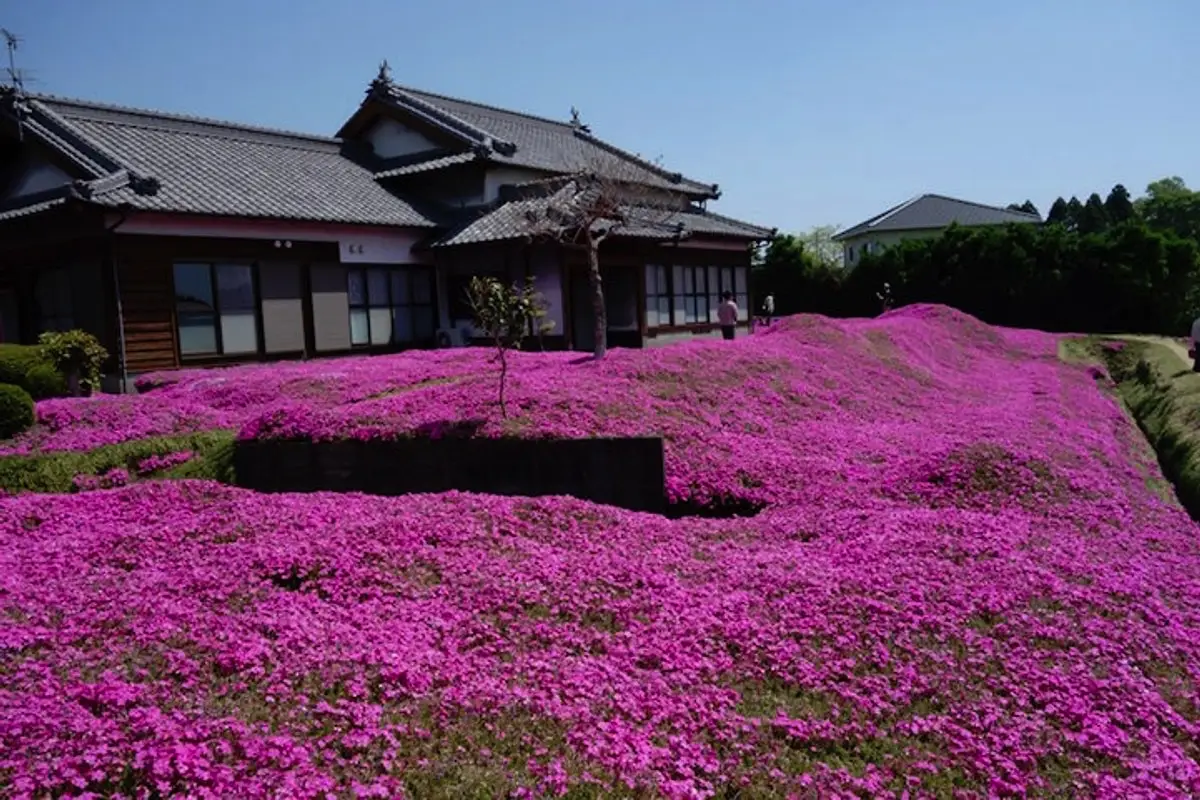 Den japanske bonde, der plantede en hel have af blomster for sin blinde kone