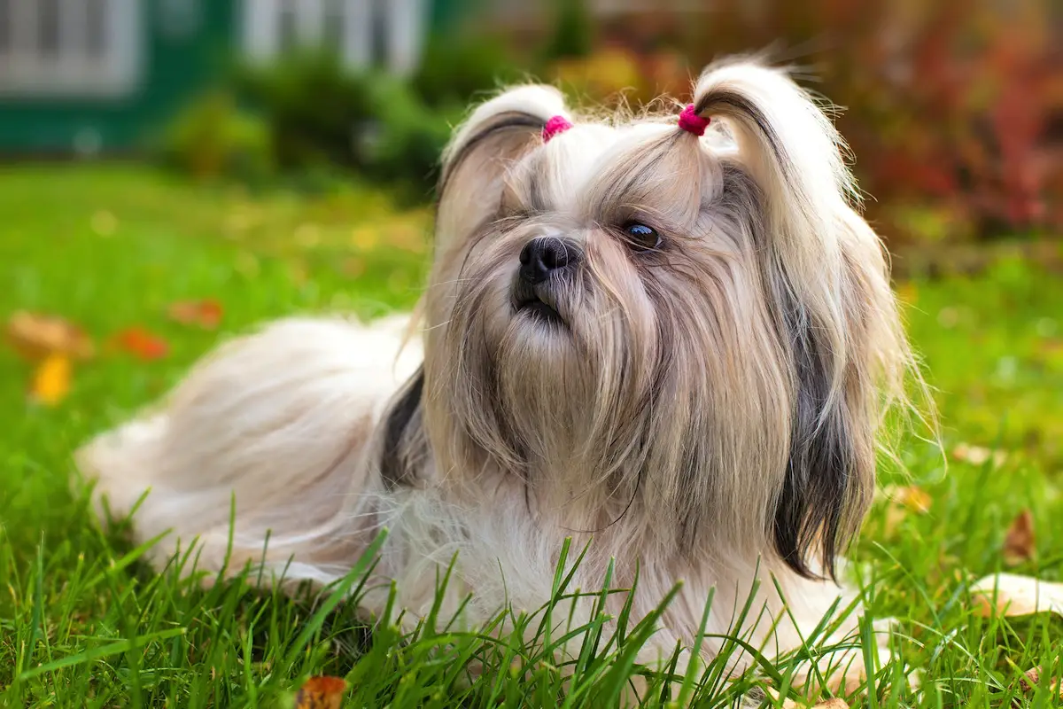 Den perfekte hund til bedstemor og bedstefar: 10 rolige racer