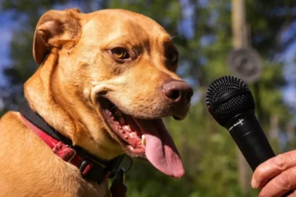 Sådan lærer du din hund at hilse pænt på andre hunde – uden at gø hele tiden