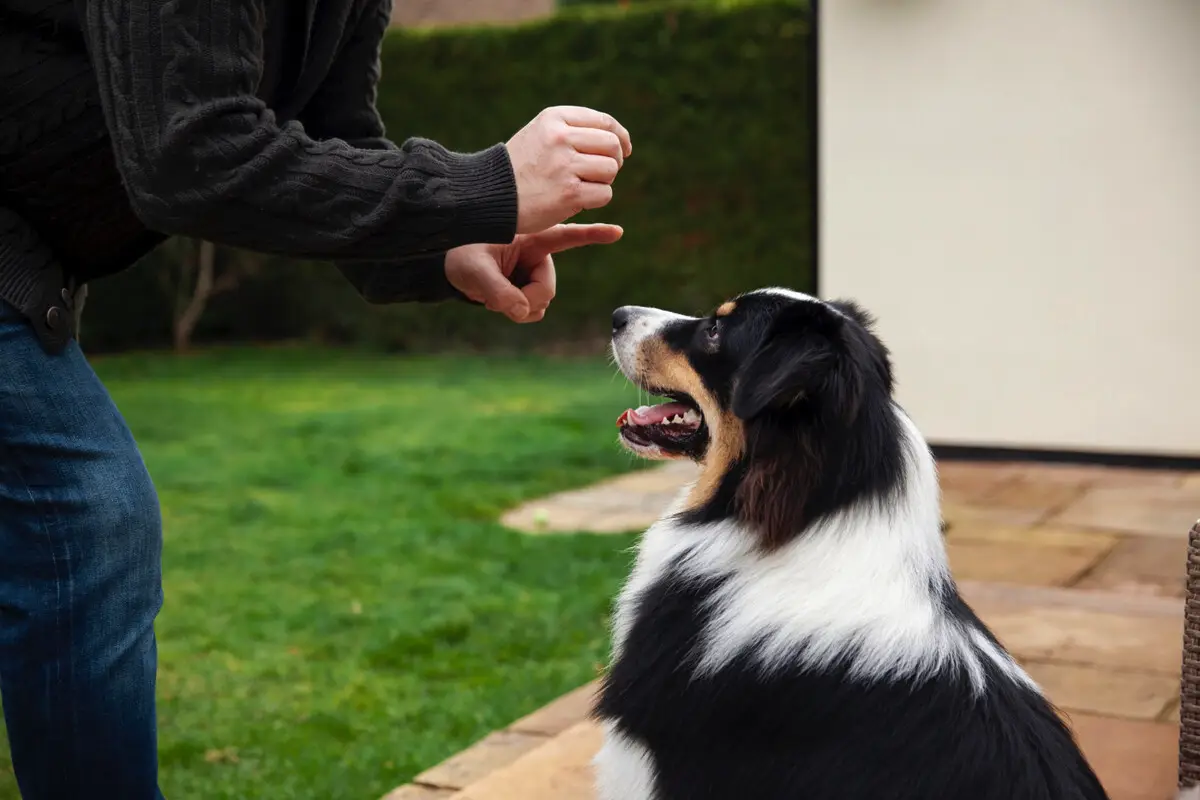 Sådan lærer du din hund at hilse pænt på andre hunde – uden at gø hele tiden