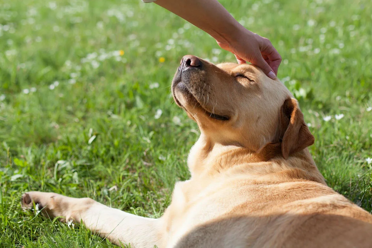 Sådan lærer du din hund at hilse pænt på andre hunde – uden at gø hele tiden