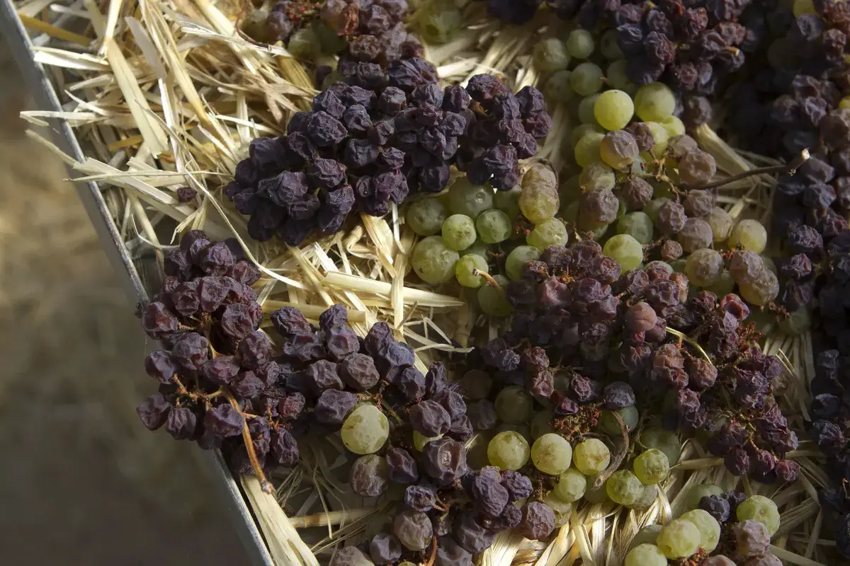 Sådan laver du vin af vand med rosiner – uden gær og magi