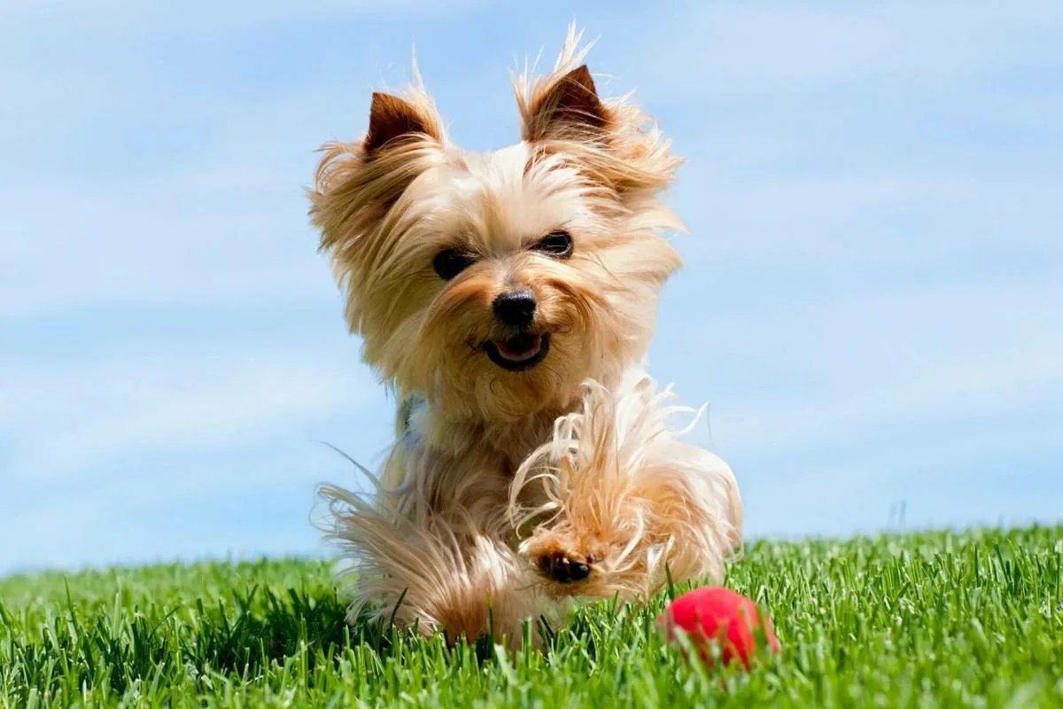 Den perfekte hund til bedstemor og bedstefar: 10 rolige racer