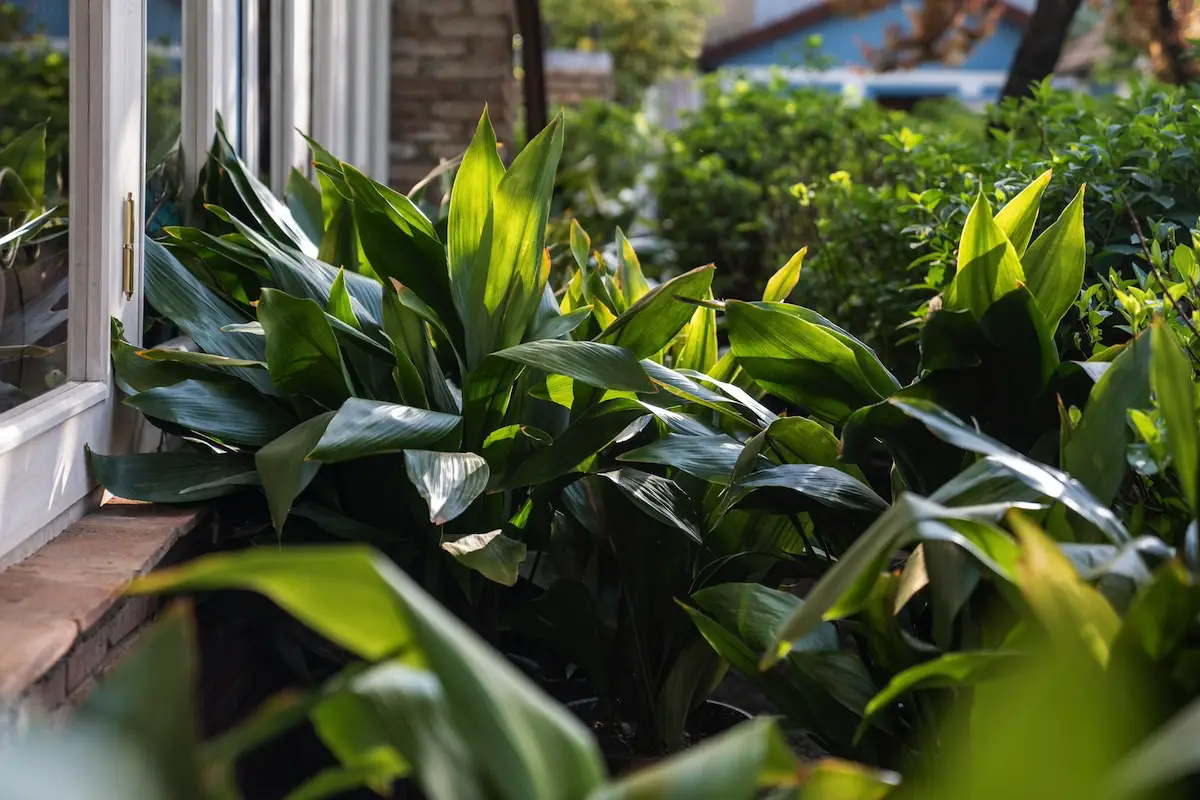 6 hårdføre planter til rum uden naturligt lys