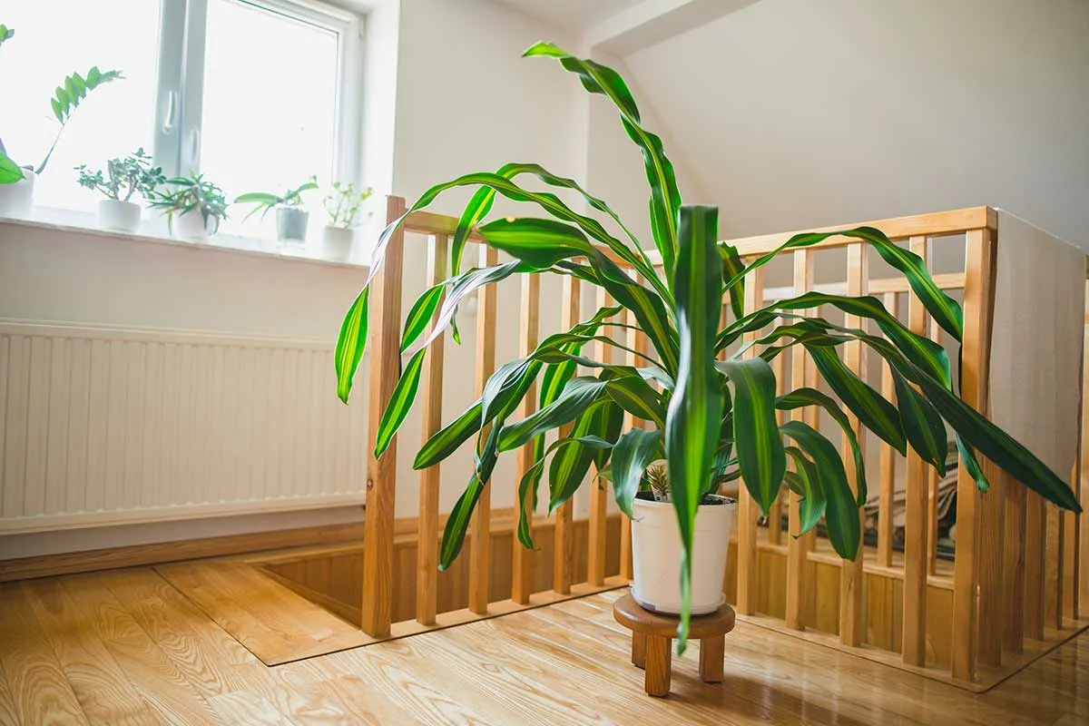 6 hårdføre planter til rum uden naturligt lys