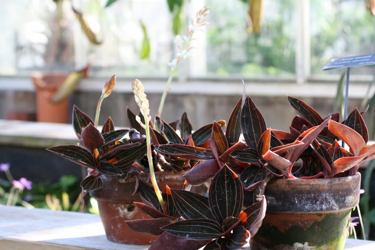 6 hårdføre planter til rum uden naturligt lys