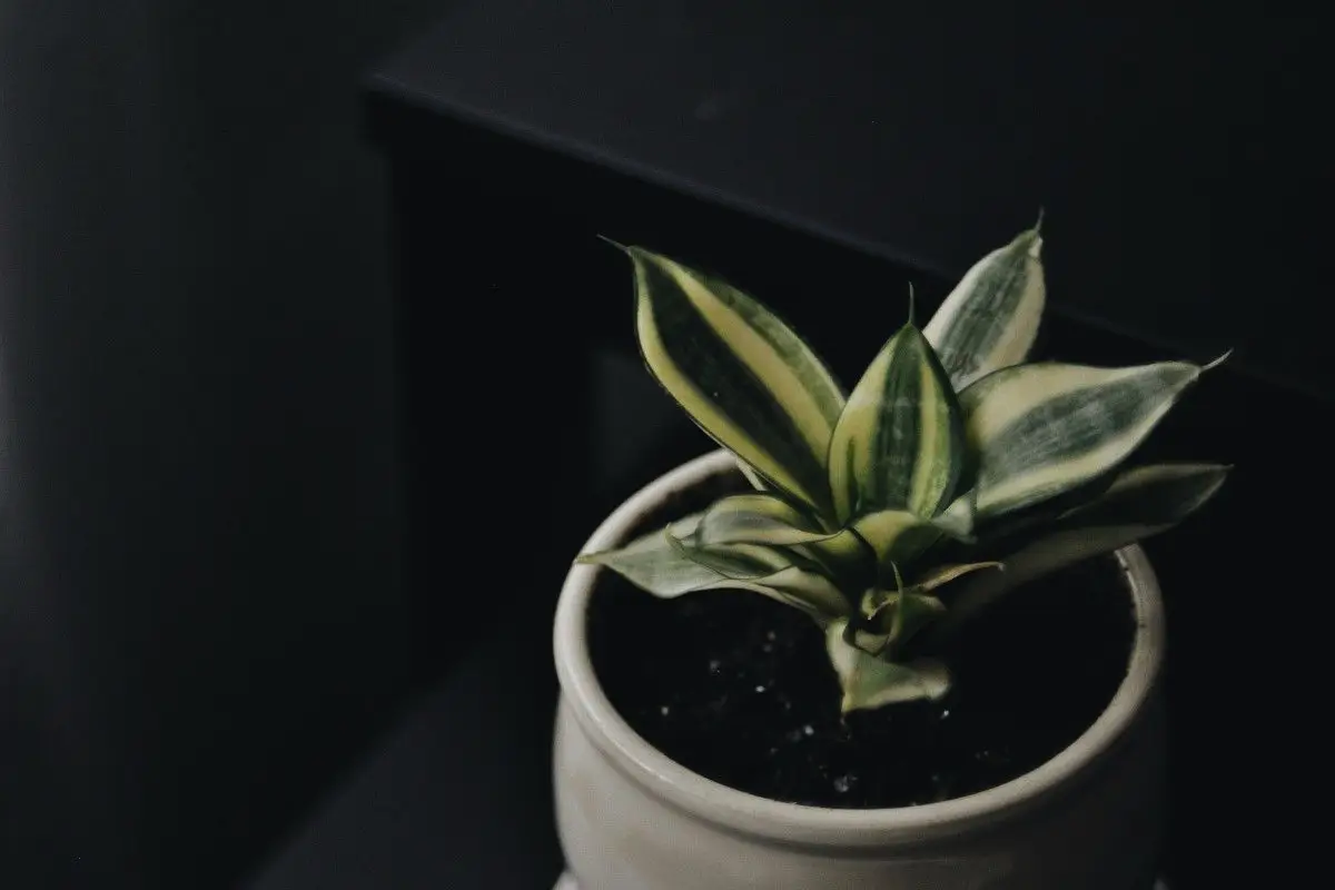 6 hårdføre planter til rum uden naturligt lys
