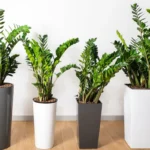 6 hårdføre planter til rum uden naturligt lys