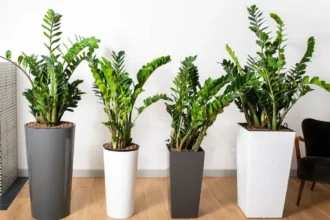 6 hårdføre planter til rum uden naturligt lys