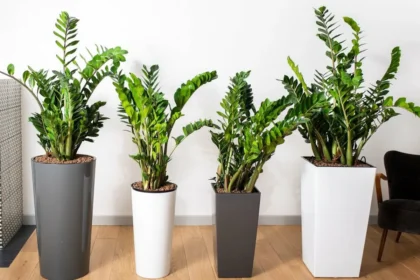 6 hårdføre planter til rum uden naturligt lys