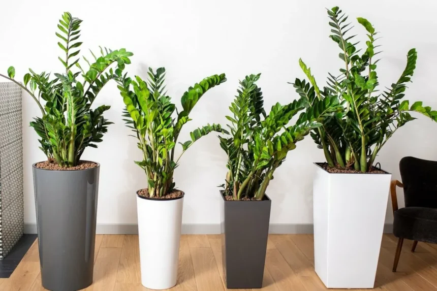 6 hårdføre planter til rum uden naturligt lys