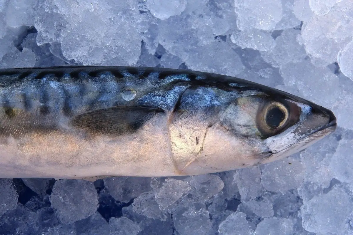 Den bedste fisk til vinteren: Spis den to gange om ugen for stærk immunitet