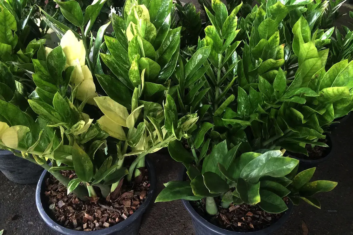 6 hårdføre planter til rum uden naturligt lys