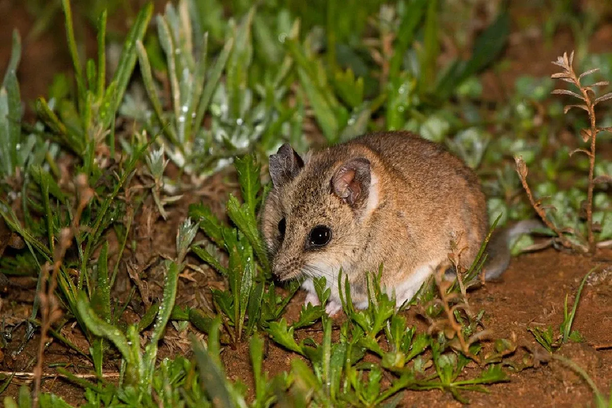 Australiens eneste spidsmus er officielt udryddet