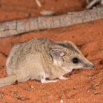 Australiens eneste spidsmus er officielt udryddet