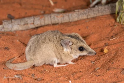 Australiens eneste spidsmus er officielt udryddet
