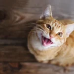 Hvorfor murrer katte egentlig? Det er ikke altid fordi de er glade!
