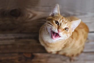 Hvorfor murrer katte egentlig? Det er ikke altid fordi de er glade!