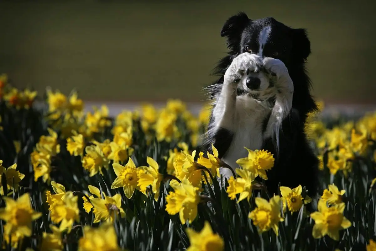 Narcisser kan forgifte din hund eller kat – pas på denne smukke forårsblomst