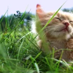 Hvorfor har katte knurhår – det er ikke kun for pynt