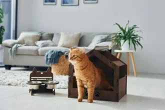 Hvor længe kan en kat egentlig være alene hjemme?