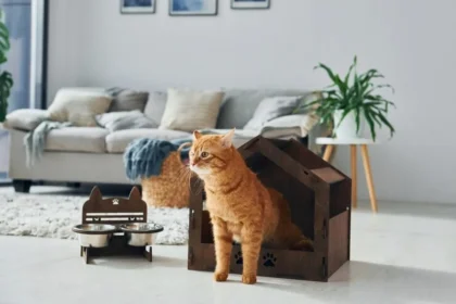 Hvor længe kan en kat egentlig være alene hjemme?