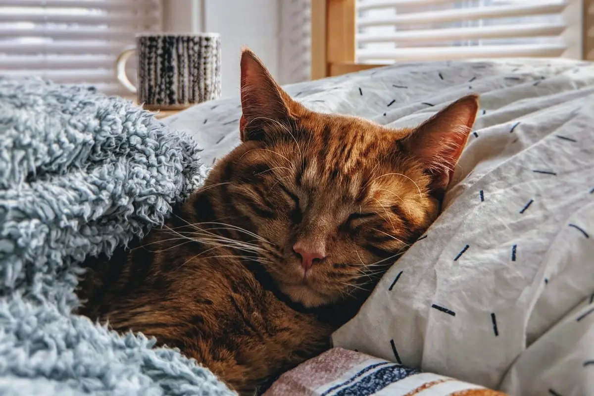 Hvor længe kan en kat egentlig være alene hjemme?