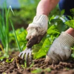 Hvad danskerne planter i april for at høste først