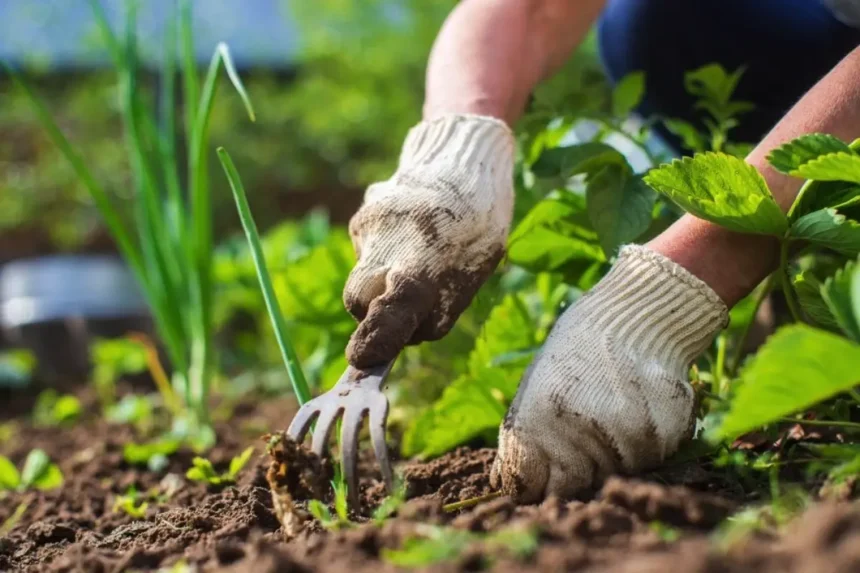 Hvad danskerne planter i april for at høste først