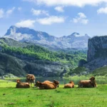 Picos de Europa – verdens smukkeste sted: det skal du opleve