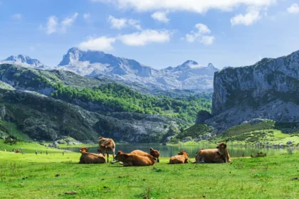 Picos de Europa – verdens smukkeste sted: det skal du opleve