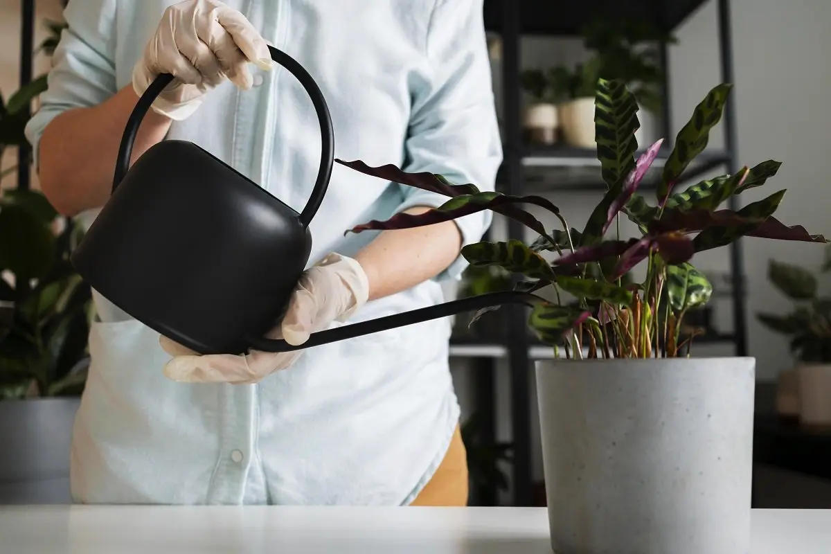 Hvorfor danskernes stueplanter lever i årevis