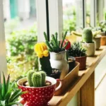 Hvorfor danskernes stueplanter lever i årevis