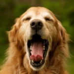 Hvad gør du, hvis din hund har spist knogler