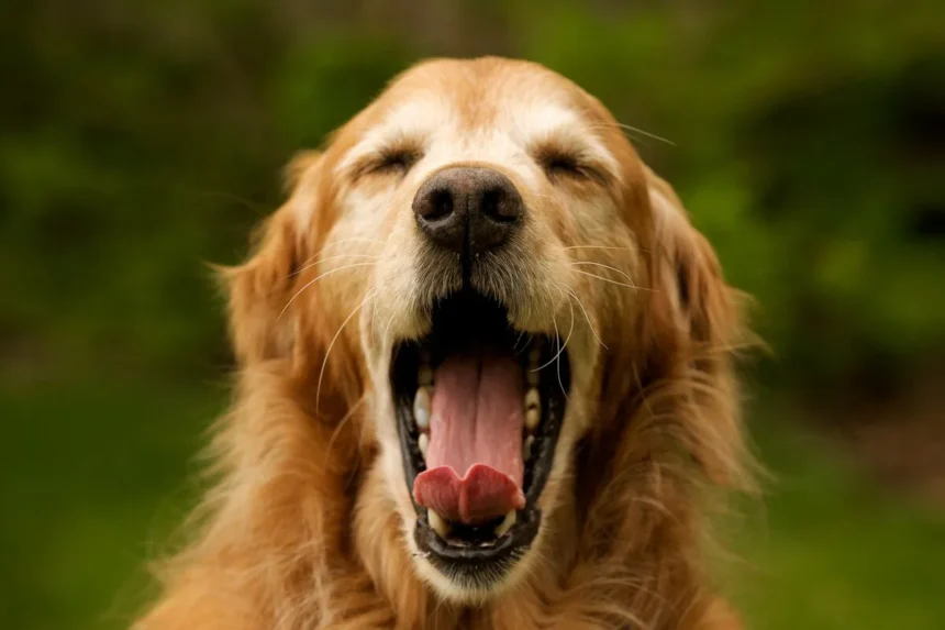 Hvad gør du, hvis din hund har spist knogler