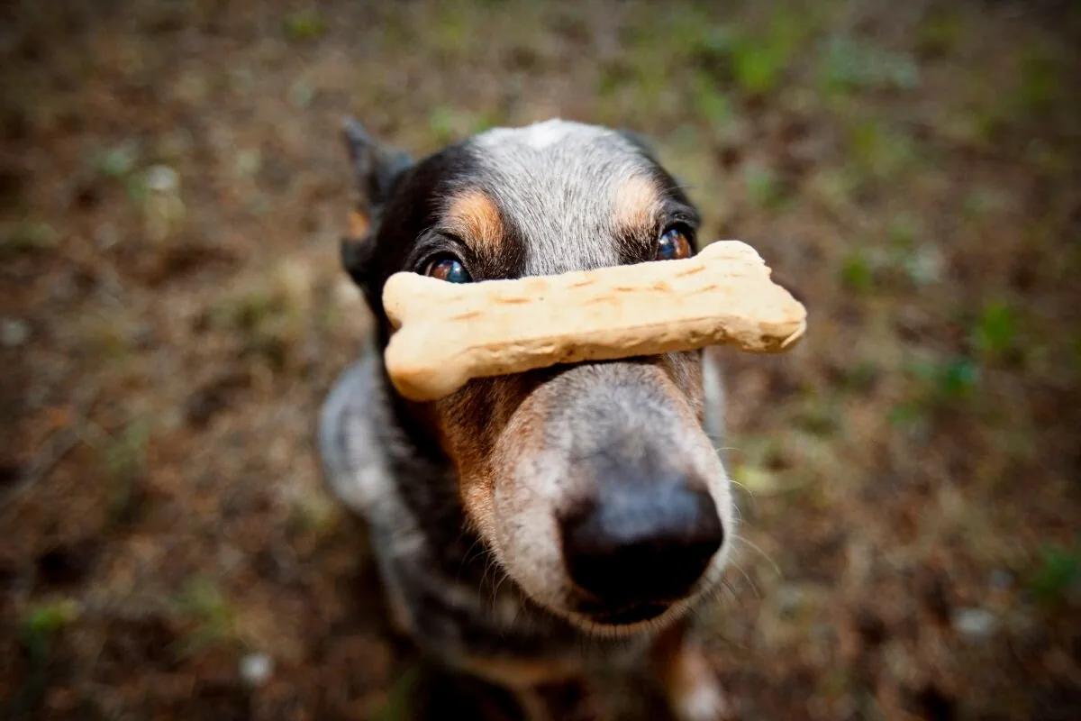 Hvad gør du, hvis din hund har spist knogler