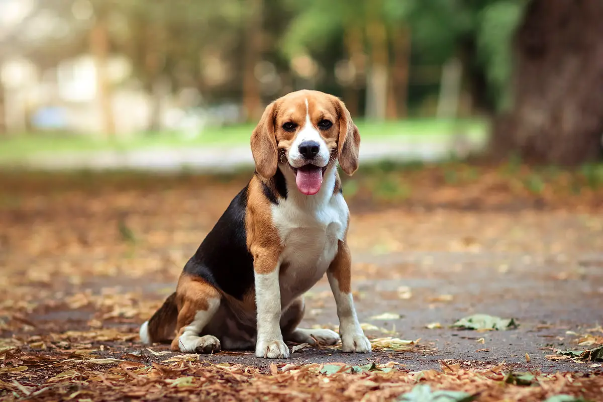 Hvilken hund skal du vælge, hvis du allerede har én derhjemme?