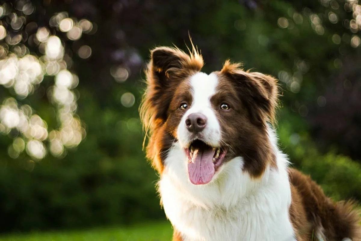 Hvilken hund skal du vælge, hvis du allerede har én derhjemme?
