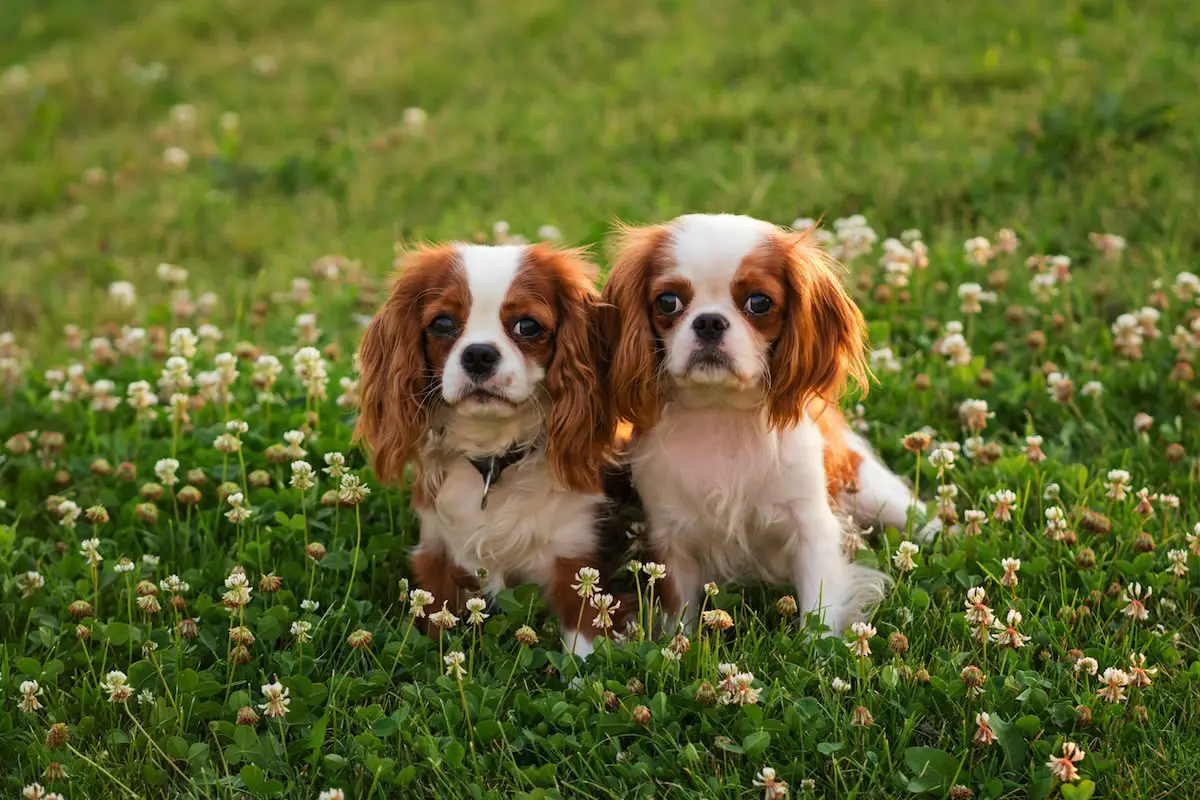 Hvilken hund skal du vælge, hvis du allerede har én derhjemme?