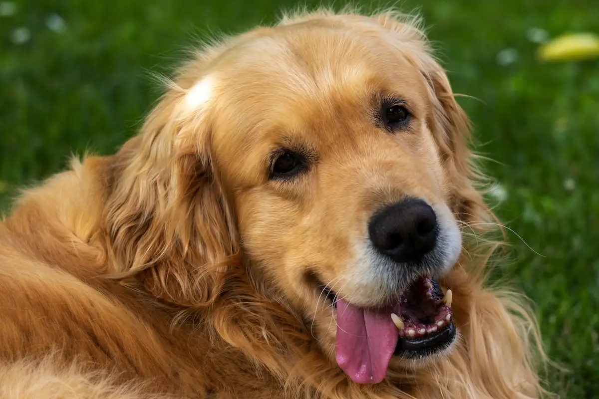 Hvilken hund skal du vælge, hvis du allerede har én derhjemme?