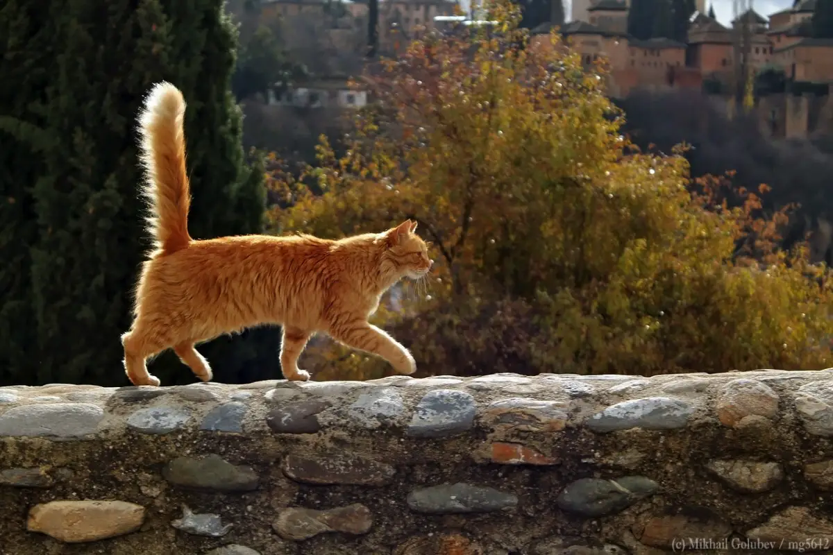 Skal du lukke katten ud? Veterinærens råd om risiko og glæde