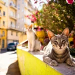 Skal du lukke katten ud? Veterinærens råd om risiko og glæde
