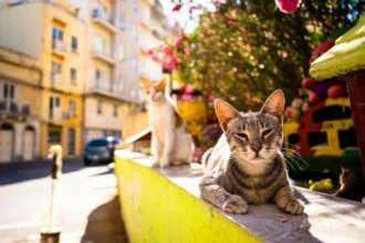 Skal du lukke katten ud? Veterinærens råd om risiko og glæde