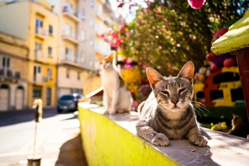 Skal du lukke katten ud? Veterinærens råd om risiko og glæde