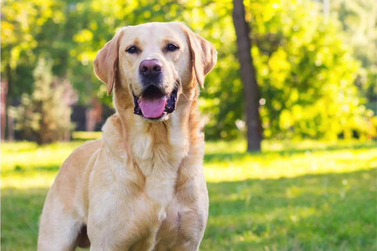 Hvilken hund skal du vælge, hvis du allerede har én derhjemme?