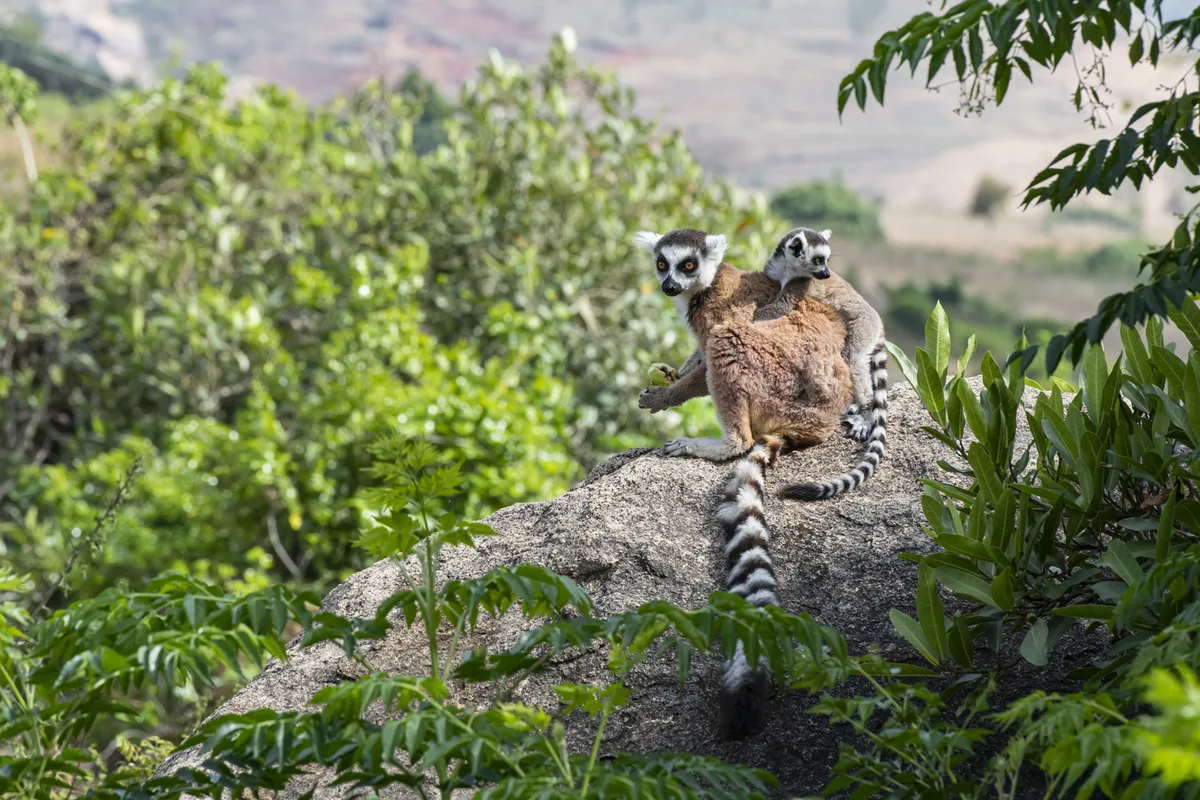 Madagaskar – øen med væsener, du ikke finder andre steder på Jorden