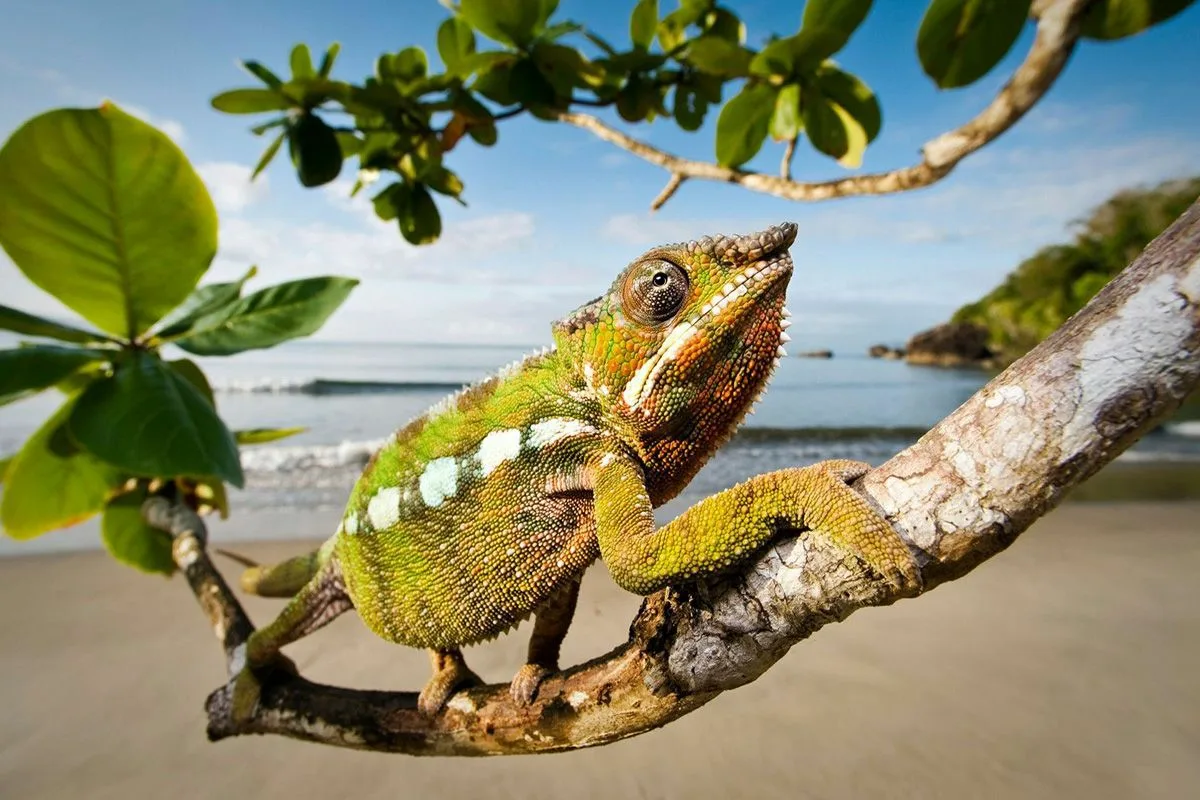 Madagaskar – øen med væsener, du ikke finder andre steder på Jorden